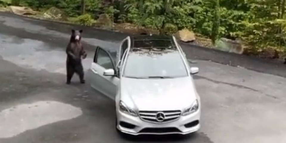 (VIDEO) Medved iz šume prišao "mercedesu" na putu i nastao je snimak KOJI OSTAVLJA BEZ REČI