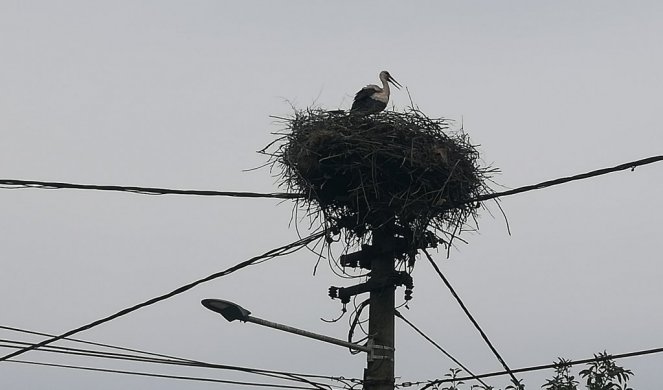 NE VRAĆAJU SE RODE SAMO U BARANDU! I u ovo selo plemenite ptice donose radost i blagostanje! (FOTO)