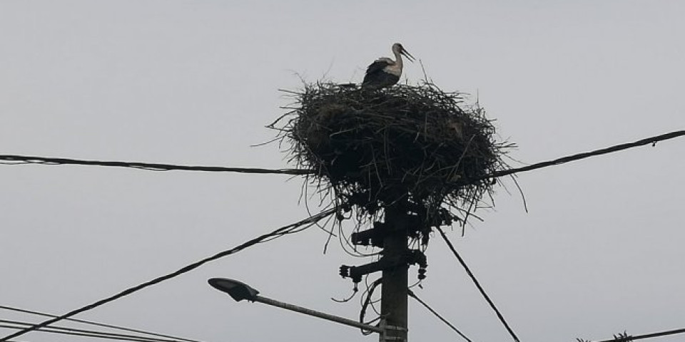 NE VRAĆAJU SE RODE SAMO U BARANDU! I u ovo selo plemenite ptice donose radost i blagostanje! (FOTO)