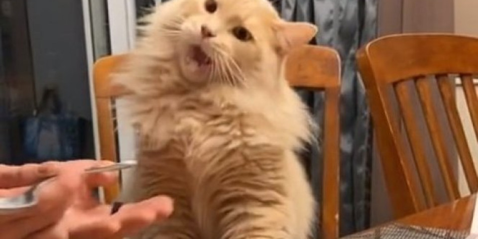 (VIDEO) Kada mačka proba sladoled, nastane snimak koji OBILAZI SVET