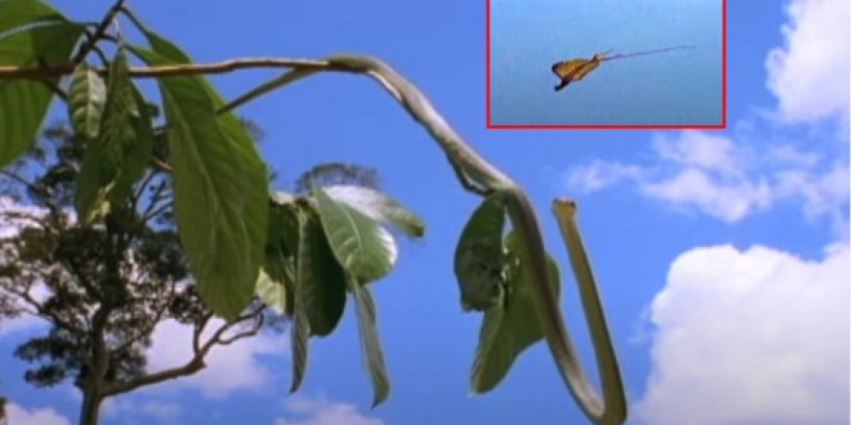 NAUČNICI KONAČNO IMAJU OBJAŠNJENJE! Evo kako se kreću leteće zmije! (VIDEO)