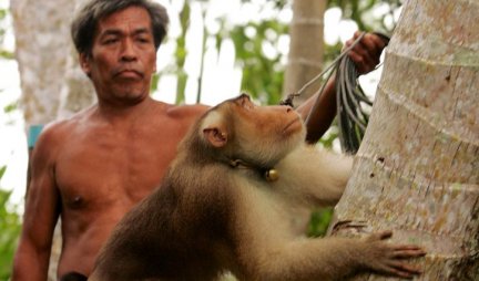 MAŠINE ZA BRANJE Supermarketi uklanjaju proizvode od kokosa zbog zlostavljanja majmuna! (VIDEO)