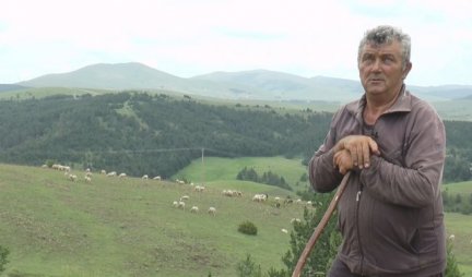 Ljubinko čuva jedno od najvećih stada u Srbiji (Video)