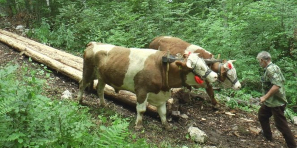 Rabadžiluk jedan od najtežih poslova na svetu: Ovako Milan i Milojko s volova izvlače teška drva!