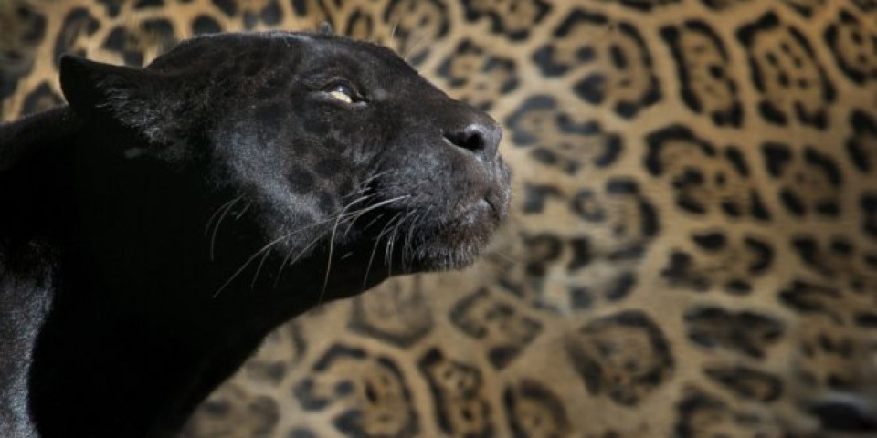 ROMEO I JULIJA IZ DŽUNGLE! On je crni panter, a ona leopard i u vezi su 4 godine!