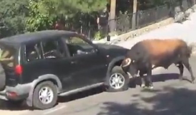 (VIDEO) Razjareni bik preprečio put automobilu i nastao je snimak koji je ŠOKIRAO SVE!