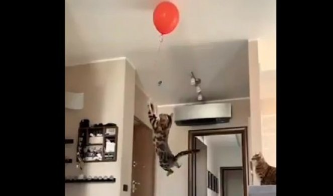 (VIDEO) ŠOK SNIMAK! Mačka je videla balon na plafonu i uradila NEVEROVATNU STVAR