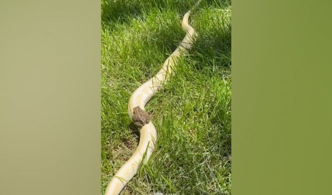 KO JOŠ IDE PEŠKE? Žabica ulovila zmiju koja ide u istom smeru!