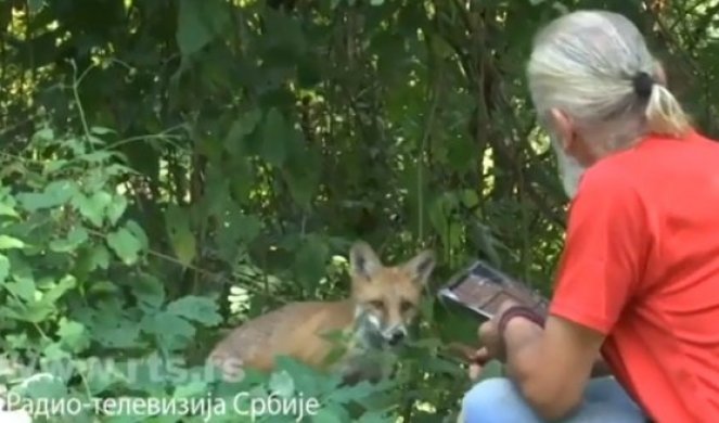 (VIDEO) Novinari RTS snimali su lisicu u Ovčar Banji, a onda je ona uradila NEŠTO ŠTO IH JE ŠOKIRALO