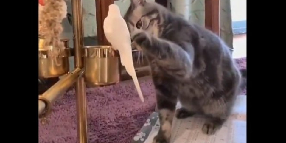 (VIDEO) Mačka je prišla ptici - prvo ju je mazila šapicom, a onda... OVAJ SNIMAK POGLEDALI SU MILIONI LJUDI