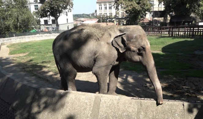 SUPERBAKA IZ BEO ZOO VRTA! Upoznajte Tvigi, najstariju slonicu u regionu!