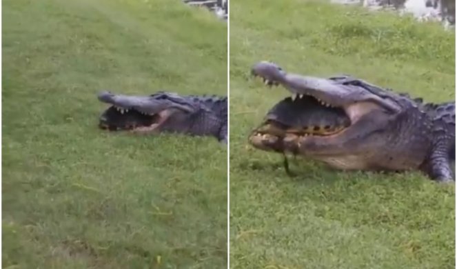 EVO ZAŠTO KORNJAČE DUGO ŽIVE! Ogromni krokodil u borbi protiv oklopa! (VIDEO)