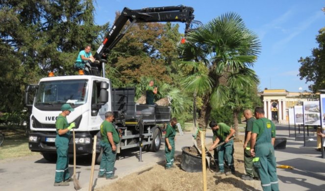 ŠETATE BEOGRADOM, A MISLITE DA STE U SEN TROPEU! Moguće je! ZASAĐENE PALME NA KALEMEGDANU! (FOTO)