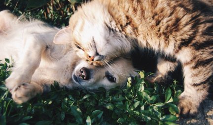 I LJUBIMCI ĆE MORATI DA PRIME VAKCINU?! Naučnici ustanovili da se psi i mačke mogu zaraziti i preneti koronavirus!