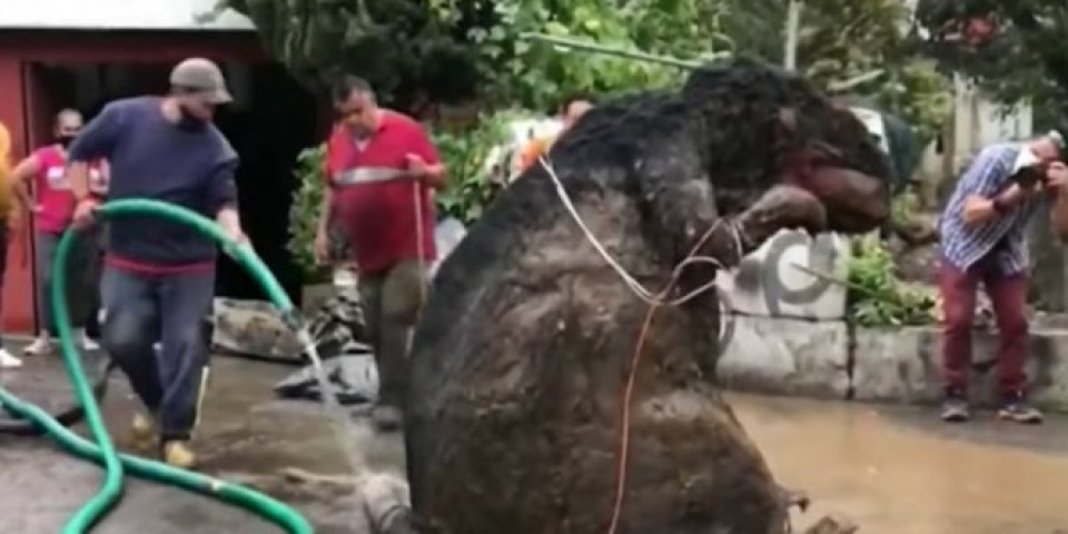 (VIDEO) NEVIĐENI ŠOK! Radnici iz kanalizacije izvukli pacova veličine automobila