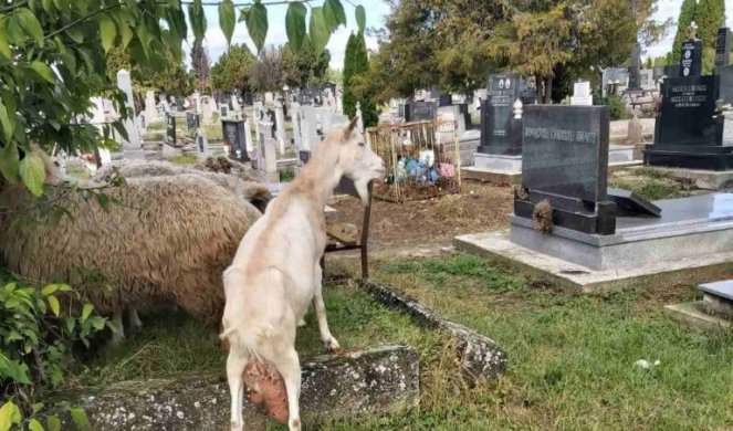 SKANDAL U SOMBORU: Ovce i koze skrnave pravoslavno groblje, dok građani negoduju, NADLEŽNI SAMO SLEŽU RAMENIMA