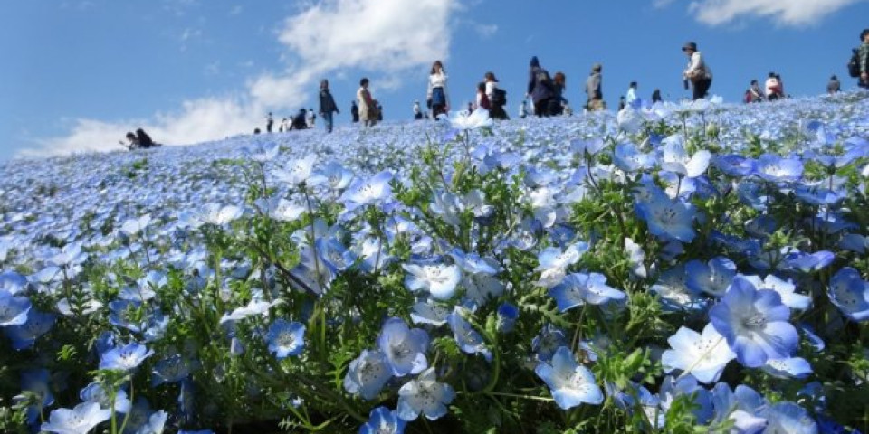 ZAVIRITE U NAJLEPŠI PARK NA SVETU - Četiri miliona plavih cvetova pleni lepotom