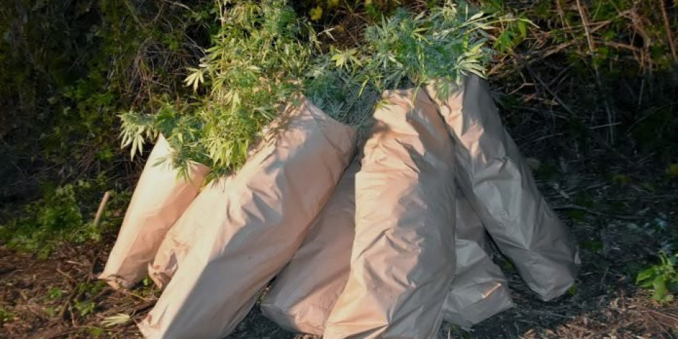 U Čačku zaplenjeno preko tri kilograma marihuane