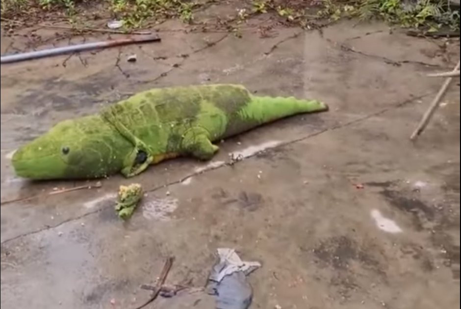 (VIDEO) Primetili su da se nešto mrda UNUTAR PLIŠANE IGRAČKE,  a kada su je otvorili NISU VEROVALI ŠTA VIDE!