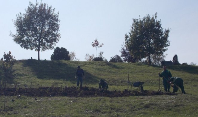 KRUŠEVAC SE BORI PROTIV KLIZIŠTA: Na lokaciji Novo groblje, pokrenut je projekat "Pošumljavanje"