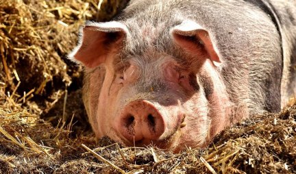 NAUČNICI SA JEJLA OSTVARILI NEMOGUĆE! Oživeli svinju sat vremena nakon smrti, neki organi oživeli posle šest sati!