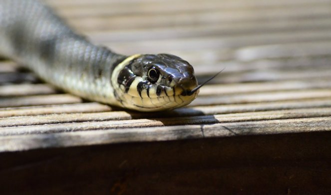 HAOS U SUTOMORU! Izvađena zmija iz mora dugačka nekoliko METARA - Građani u strahu od NAPADA (FOTO)