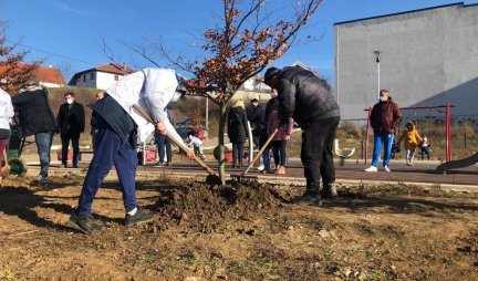 SJAJNA AKCIJA OMLADINE SNS! Zasadili preko 130 sadnica na 4 beogradske opštine