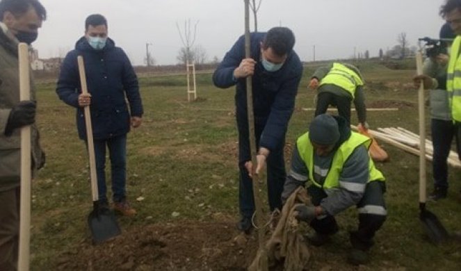 U ŠAPCU SADILI JASENOVE: Projekat "Zelena Srbija" biće realizovan u 10 gradova naše zemlje