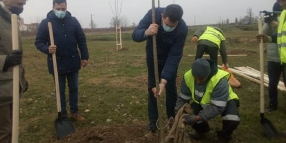 U ŠAPCU SADILI JASENOVE: Projekat "Zelena Srbija" biće realizovan u 10 gradova naše zemlje