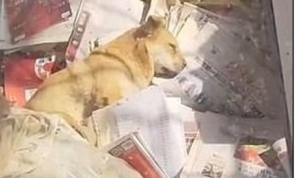 (VIDEO) Vlasnik mu je iznenada umro, a ovaj pas već danima radi NEŠTO ŠTO JE RASPLAKALO SVE