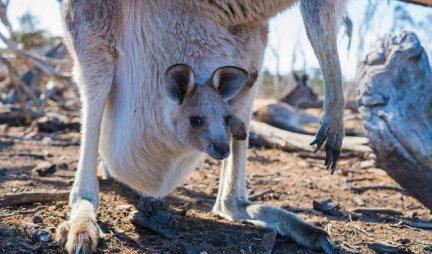 ŠOK SNIMAK! Evo kako izgleda mladunče kengura dok je još u torbi