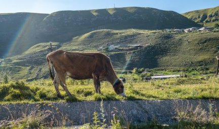 SPOJ POLJOPRIVREDE I TEHNOLOGIJE! Prva krava plaćena BITKOINIMA u Crnoj Gori!