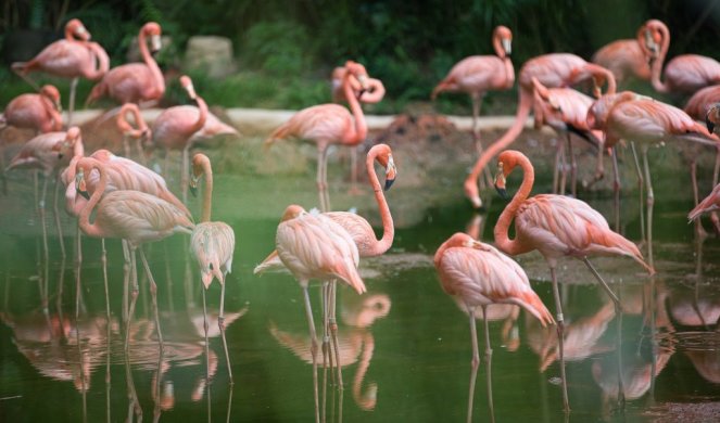 NIKO SE NIJE NAUČEN RODIO! On će jednoga dana biti prelepi, graciozni flamingo! Ali mora još mnogo da vežba!