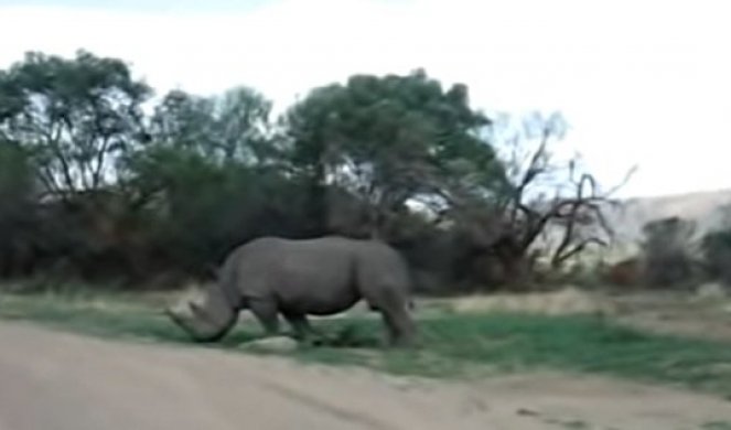 NEVEROVATNO OTKRIĆE NAUČNIKA: Pronašli vunenog nosoroga, starog najmanje 20.000 godina! /FOTO/