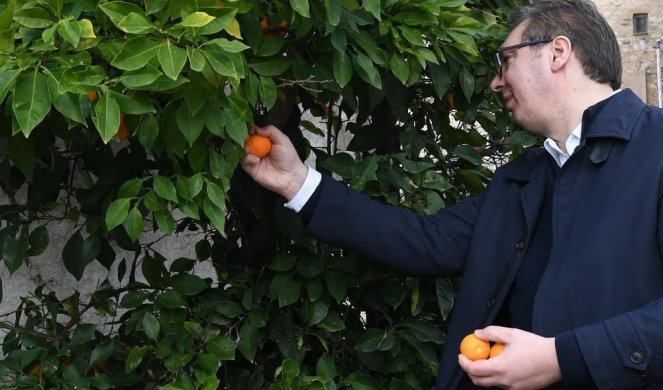 JEDNA DIVLJA MANDARINA ZA MOG DANILA, ZA MOJU MILICU I ZA MOG VUKANA! Vučić: Završavam posetu Hilandaru, ali se vraćam uskoro! /Foto/