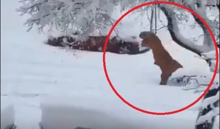 ČUDO U ŠPANIJI, LJUDI U ŠOKU! Sneg izmamio dinosaurusa, prošetao parkom kao da je to NAJNORMALNIJA STVAR NA SVETU! /VIDEO/