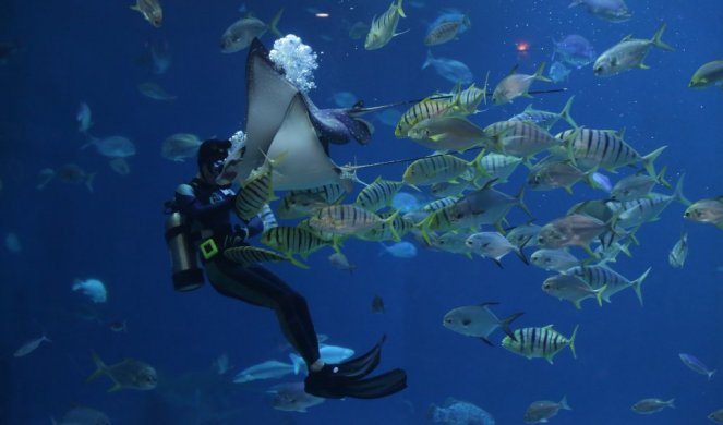 STAR NEKOLIKO HILJADA GODINA! Otkriven prvi potpuno očuvan koralni greben sa bujnim morskim svetom (VIDEO)