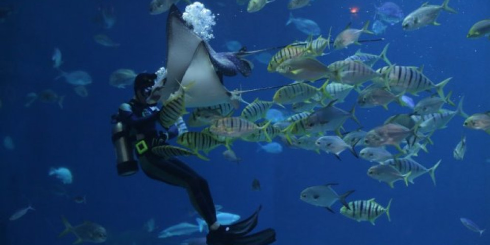 STAR NEKOLIKO HILJADA GODINA! Otkriven prvi potpuno očuvan koralni greben sa bujnim morskim svetom (VIDEO)
