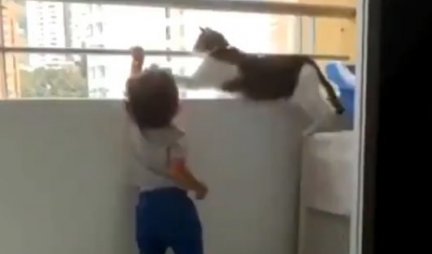 Otac snimao sina i mačku na terasi: U jednom trenutku, kamera je zabeležila NEVEROVATNU SCENU /VIDEO/