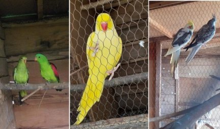 PARROTS OF THE TAŠIĆ BROTHERS DEFEND WINTER!  Milan and Dragan own the happiest yard in Krćevac, for them THESE BIRDS ARE MORE THAN PETS / PHOTO /