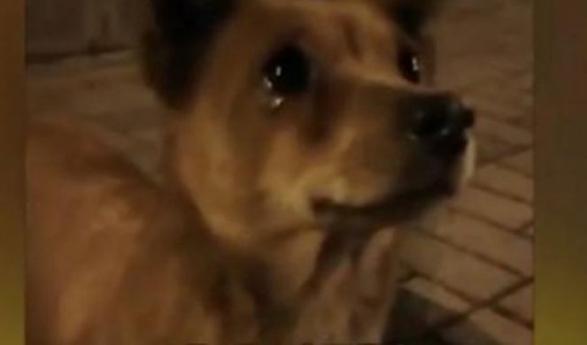 SRCE DA PREPUKNE! Pas lutalica zaplakao kada ga je nepoznata žena nahranila! /VIDEO/