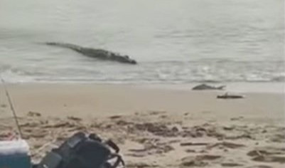 PECALA JE NA PLAŽI KADA JE IZ VODE IZRONIO...Žena se PRESTRAVILA, jedva izvukla živu glavu! /VIDEO/