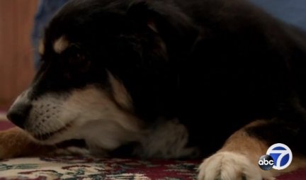Baka nakon smrti prijatelja preuzela njegovog psa: Ubrzo joj je njegov advokat SAOPŠTIO NEVEROVATNE VESTI