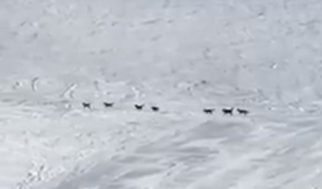 GRUPA SKIJAŠA SNIMILA ŠOKANTAN PRIZOR NA BJELAŠNICI! Čopor vukova uleteo na ski-stazu, njihova reakcija ostavila ljude u čudu! /VIDEO/
