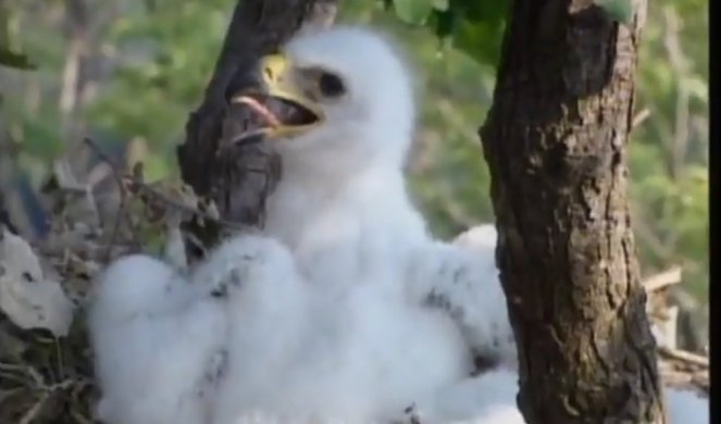 ORLOVI KRSTAŠI SE VRAĆAJU U SRBIJU! Evo šta nas je dovelo na korak od iščezavanja ove vrste!