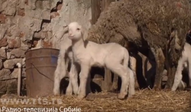 Miletu u štali dočekalo pravo iznenađenje: Jedna od njegovih 200 ovaca OJAGNJILA 5 JAGANJACA