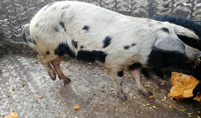 RESAVKA OSVAJA ŠUMADIJU! Pravo sa Radan planine na farmu Jovanovića stigla je kao SPECIJALNI POKLON!