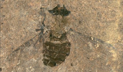 ŠOKANTNO OTKRIĆE! Naučnici pronašli fosil muve star 47 MILIONA godina!