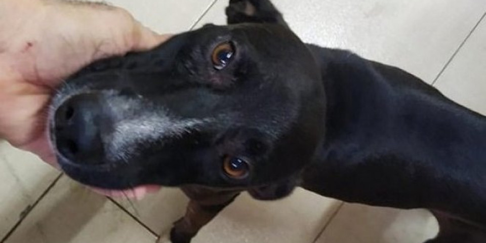 Izmučeni pas ušao na vrata veterinarske ambulante i nastao je snimak koji je DIRNUO MILIONE ŠIROM SVETA /VIDEO/
