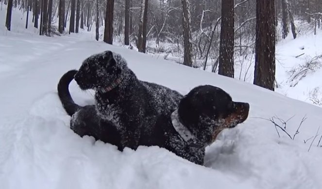 Ovaj rotvajler ima najboljeg druga koji sve ostavlja u čudu: Kao beba je kupljen u zoo vrtu, DANAS MNOGIMA NIJE SVEJEDNO KAD GA VIDE/VIDEO/FOTO/